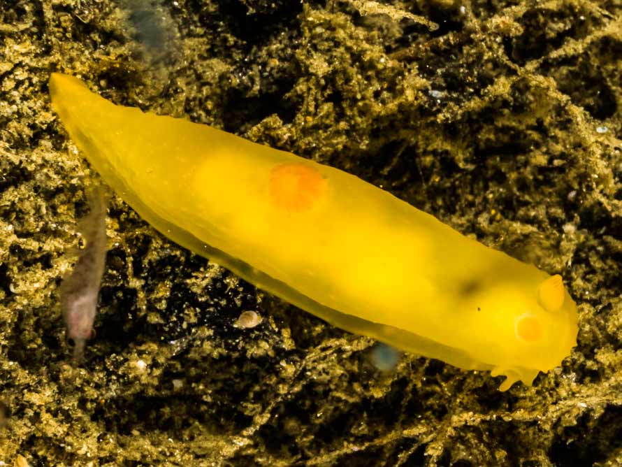 Gymnodoris citrina